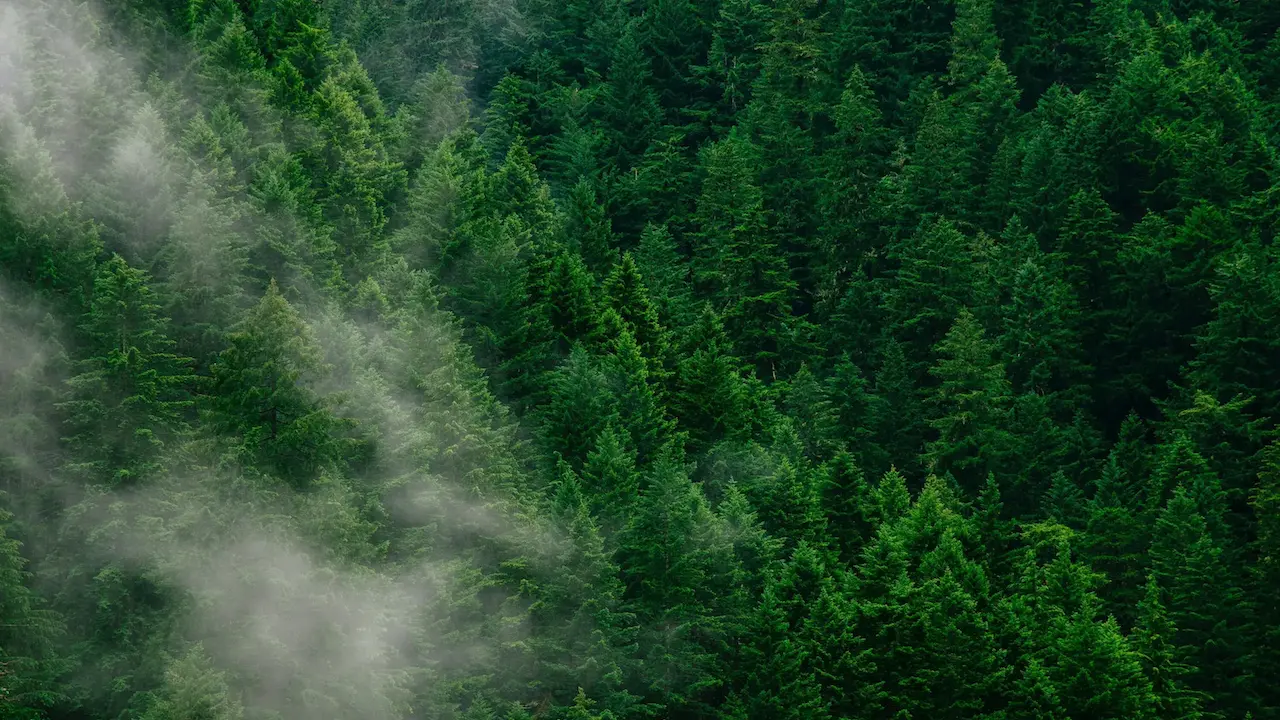 What is Forest Degradation? Definition, Causes, and Mitigation Under EUDR