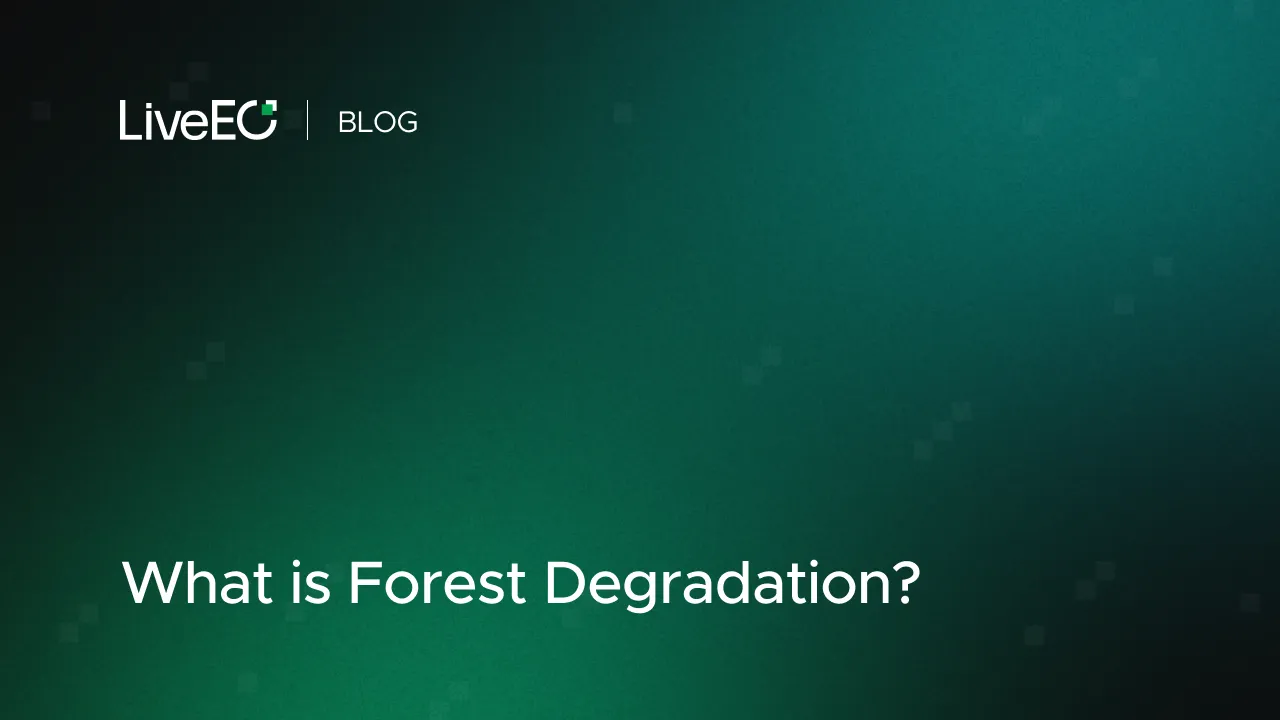 What is Forest Degradation? Definition, Causes, and Mitigation Under EUDR