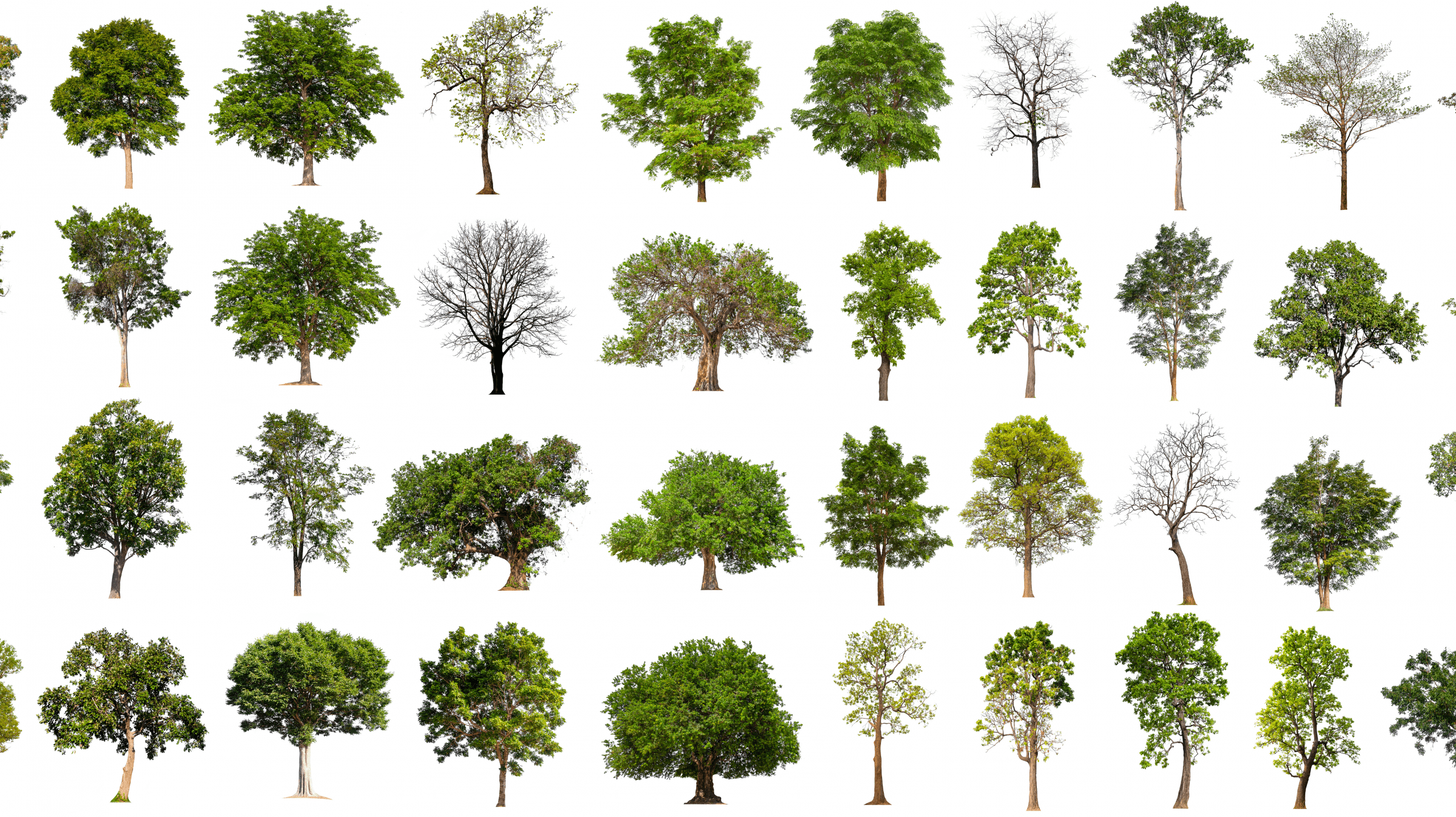 How do we identify Tree Species with Satellite Imagery?