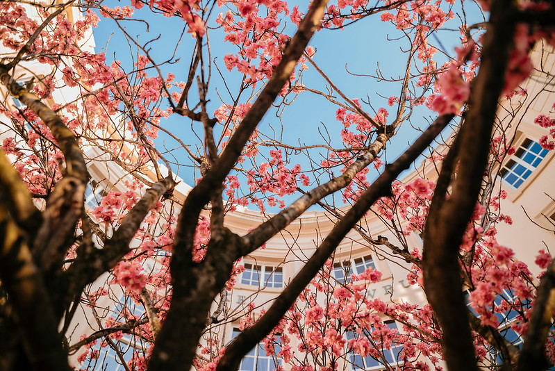 Takken van een boom met roze bloesems zijn van onderaf te zien, omlijst door gebogen beige gebouwen met blauwe ramen en een heldere blauwe lucht op de achtergrond.