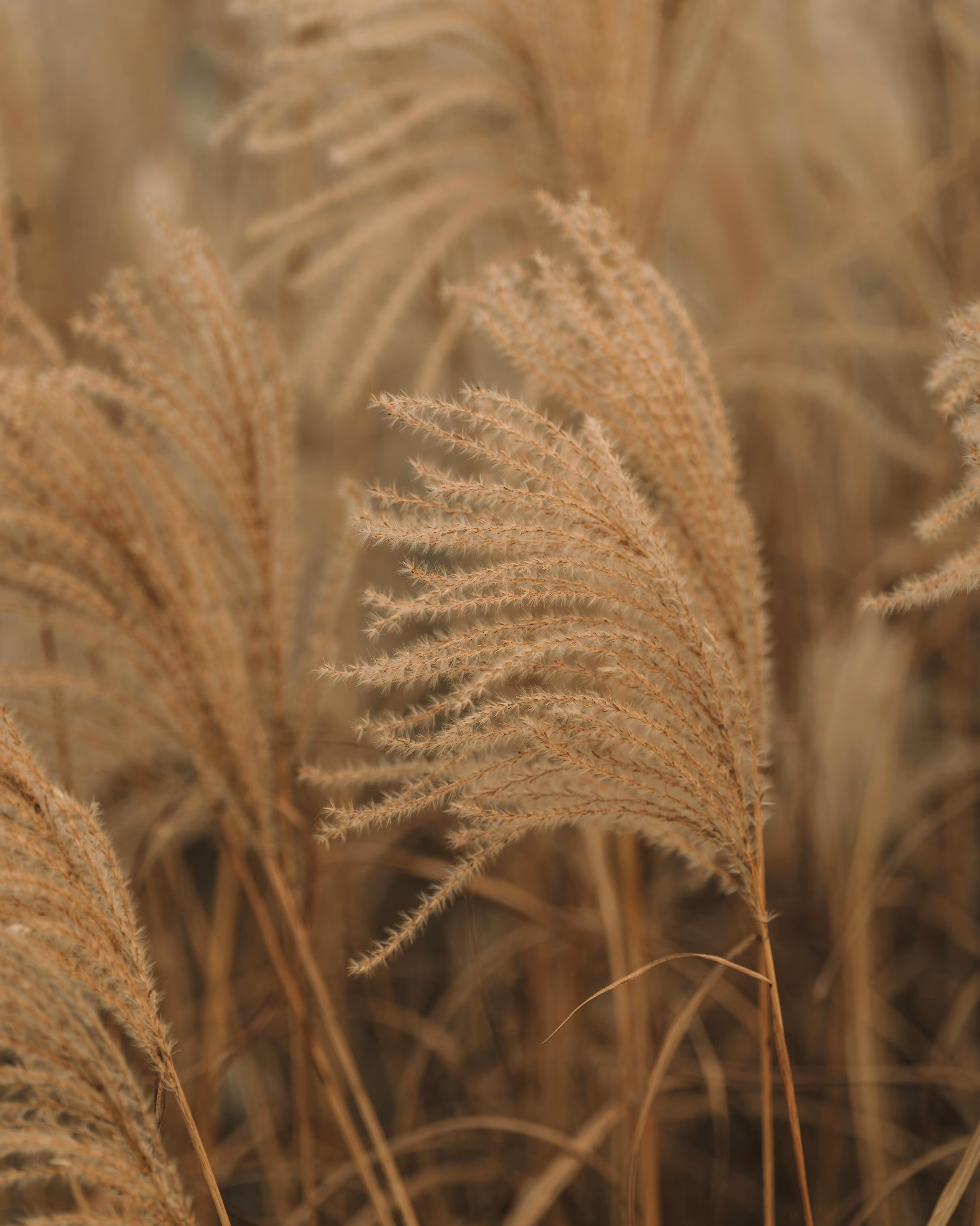 Nahaufnahme von goldenem Pampasgras mit weichen, fiedrigen Ähren als dekoratives Naturelement