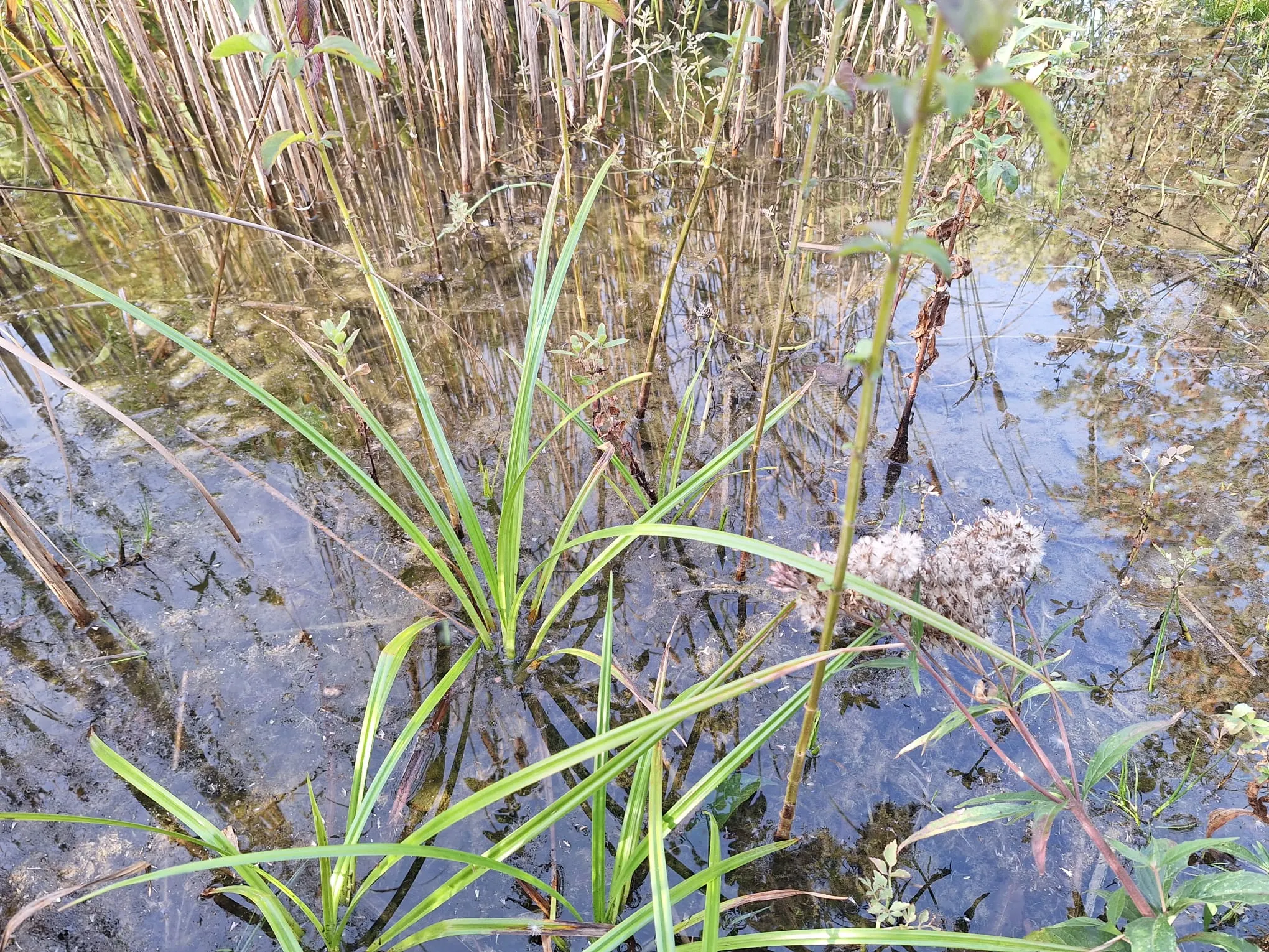 Naturteich
