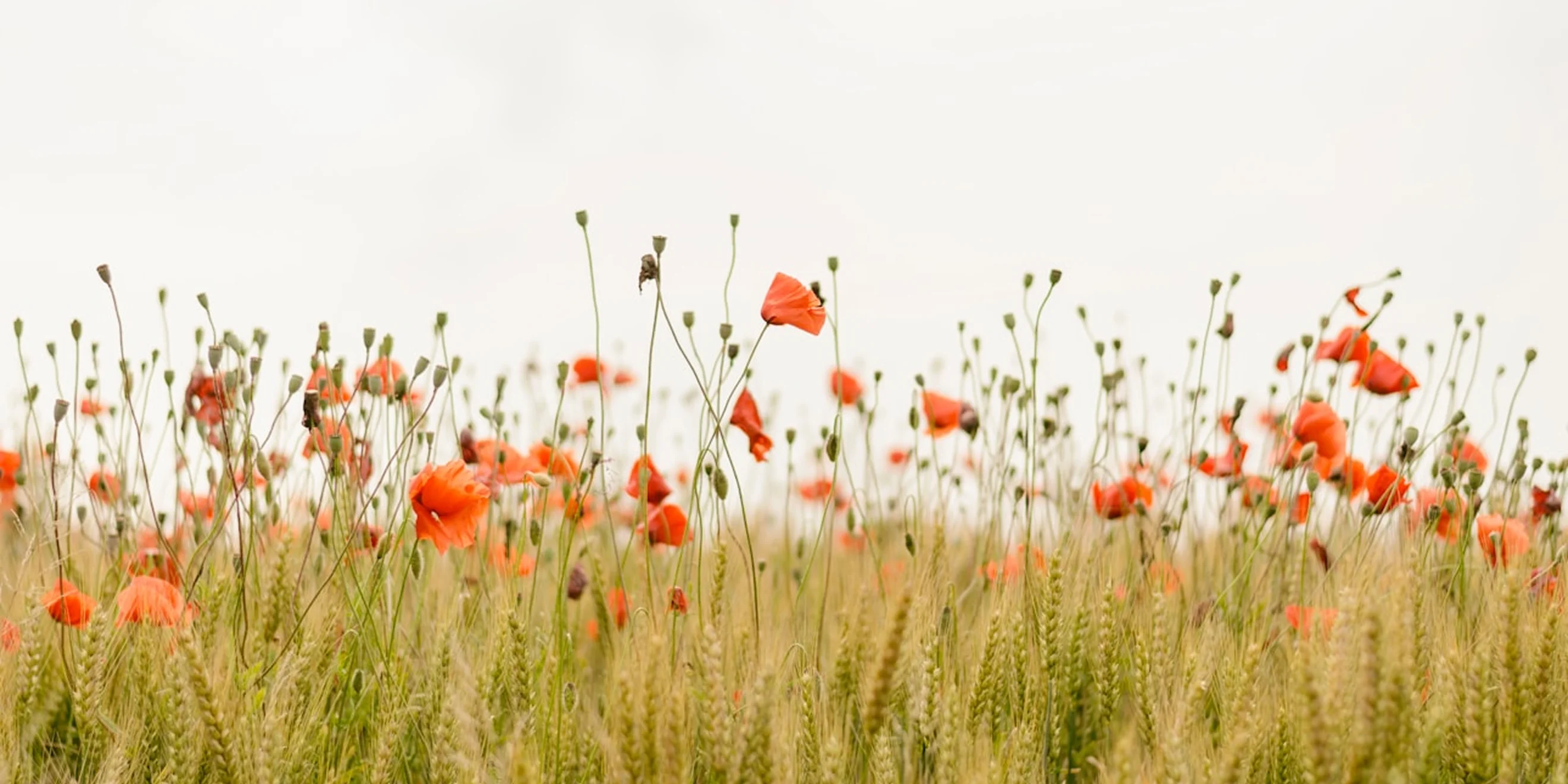 Blog Banner