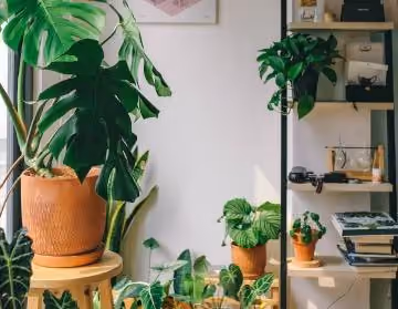 Houseplant Care