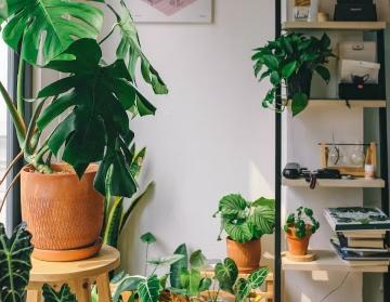 Houseplant Care