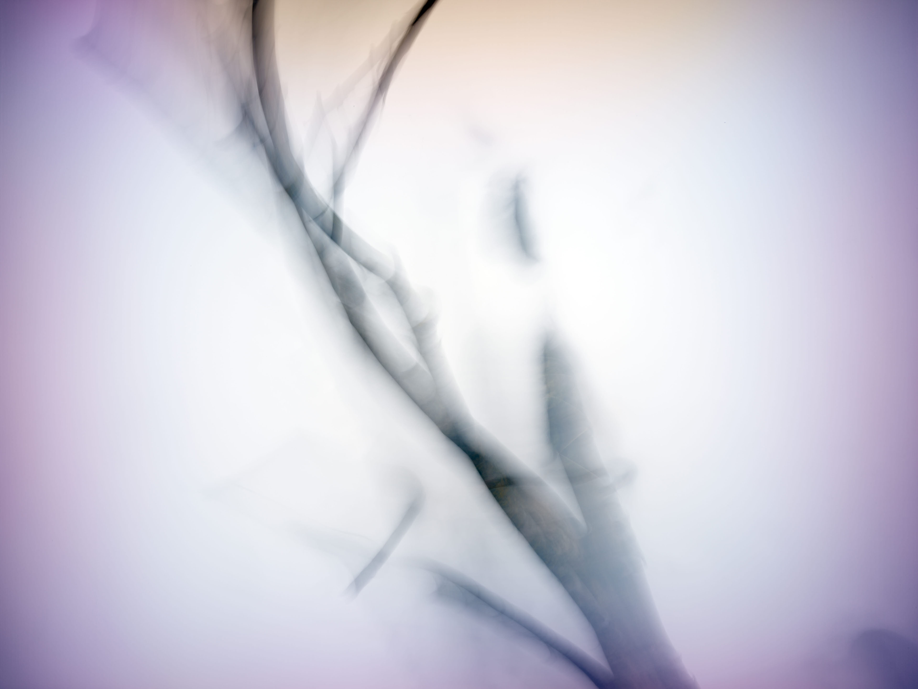 where do they all belong