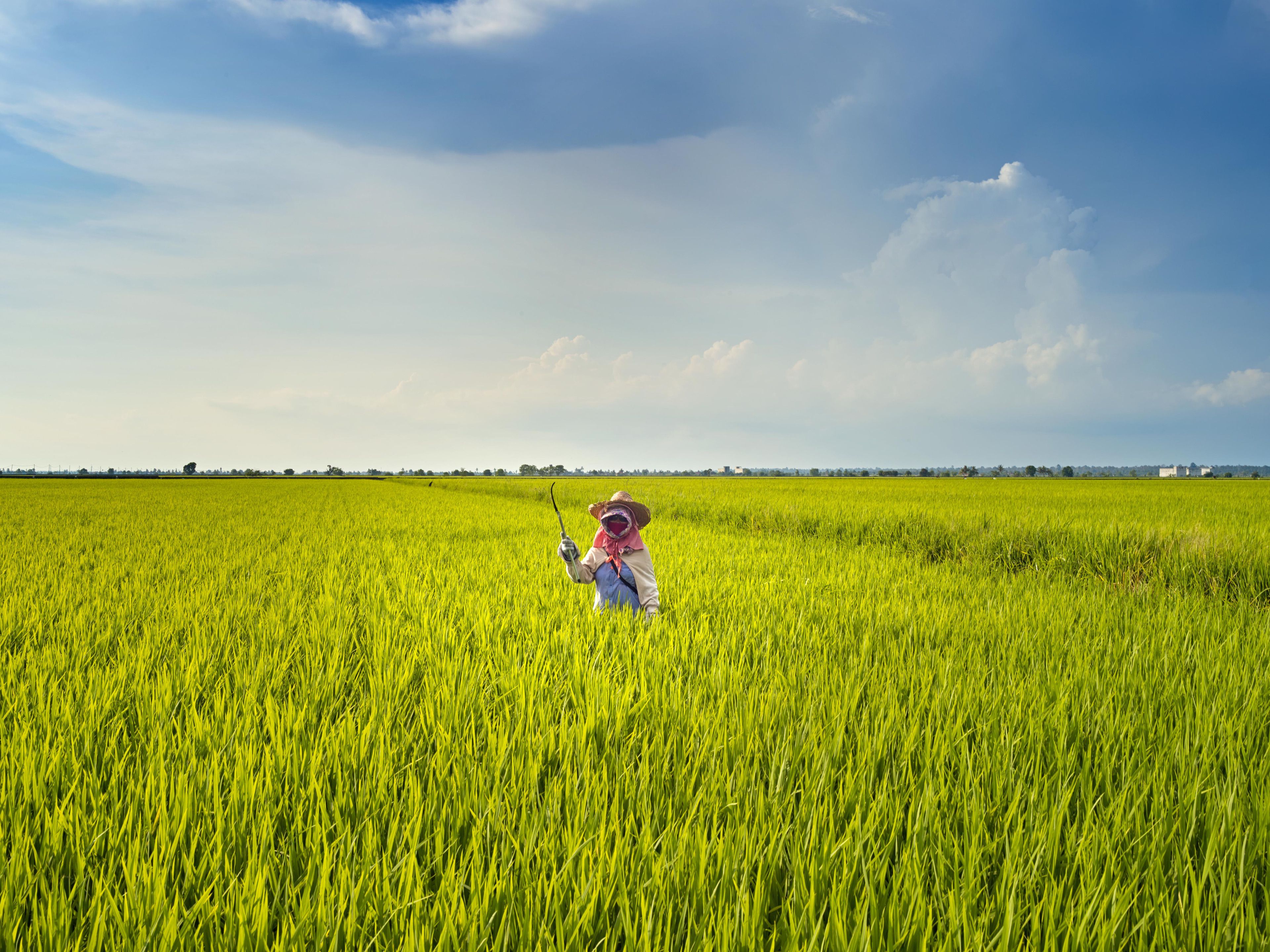 Sies Partners with Nature - South Korea