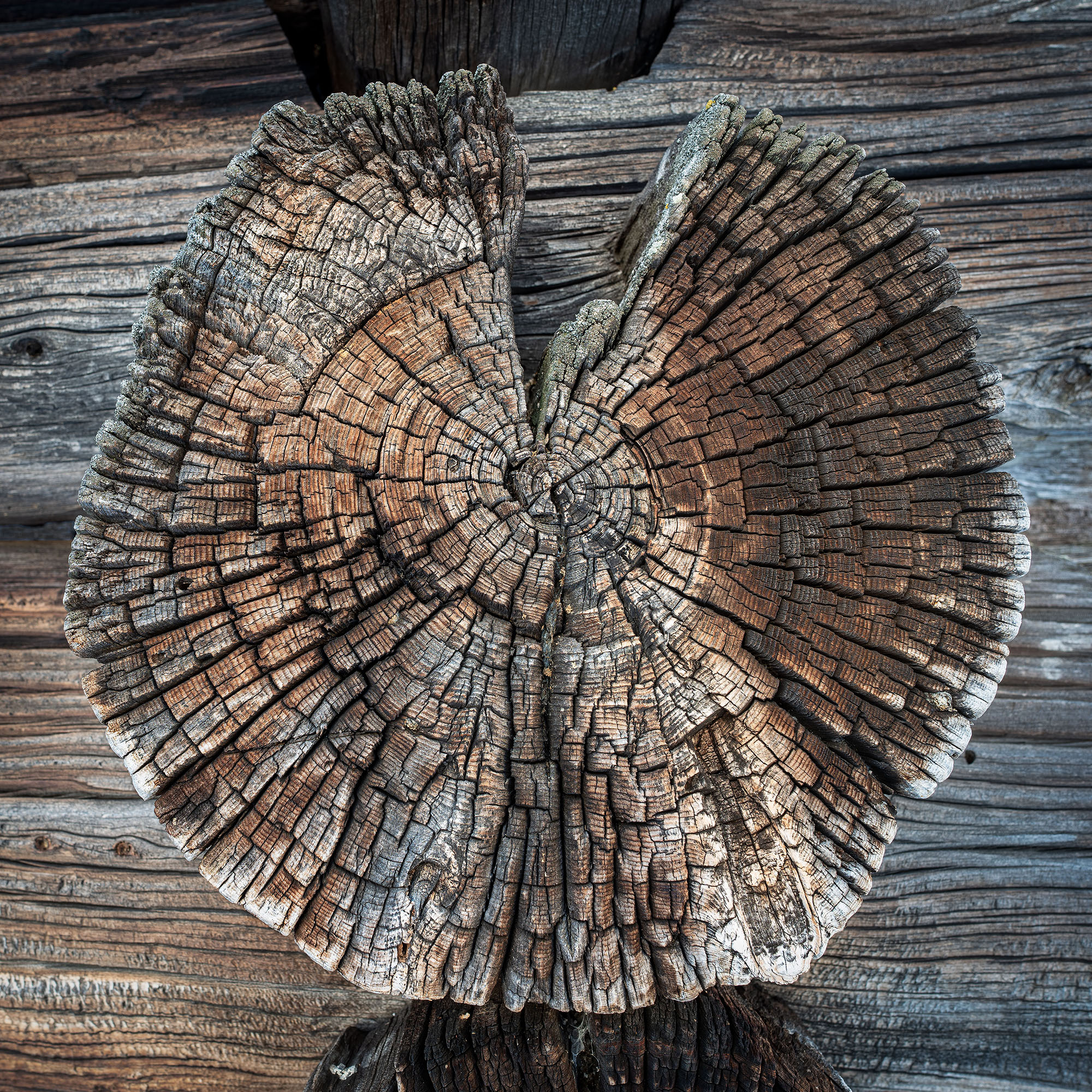 Woodcuts – (T)hree Lives