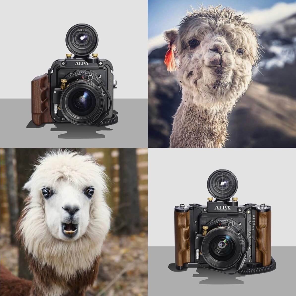 Tanz mit Alpakas und ALPAs