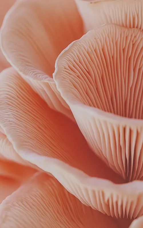 mushroom red