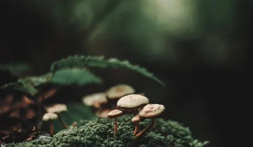mushroom