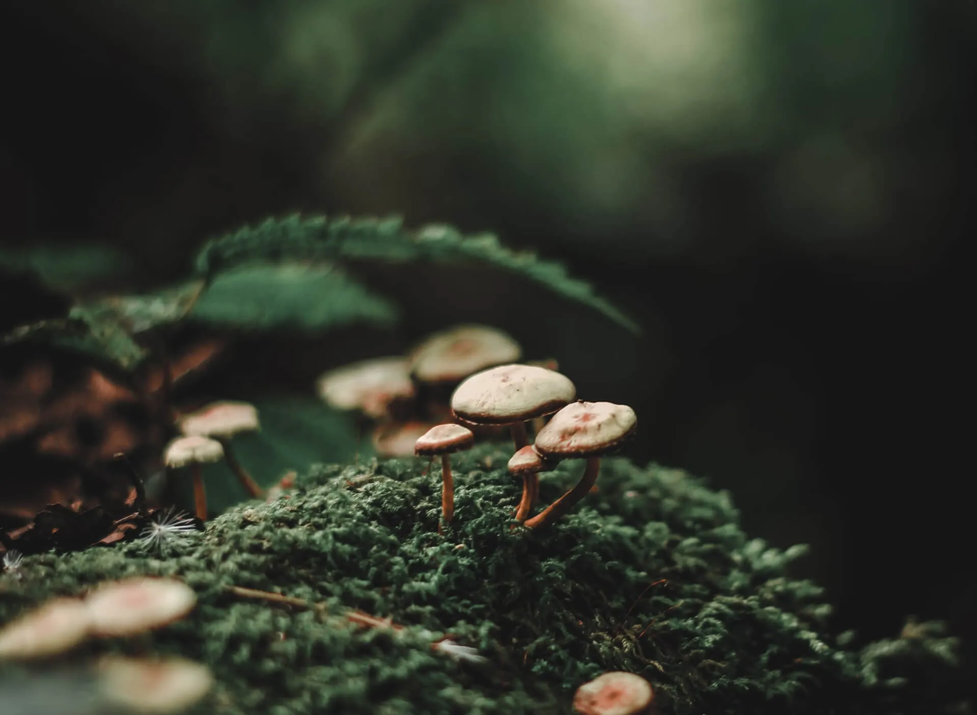 mushrooms