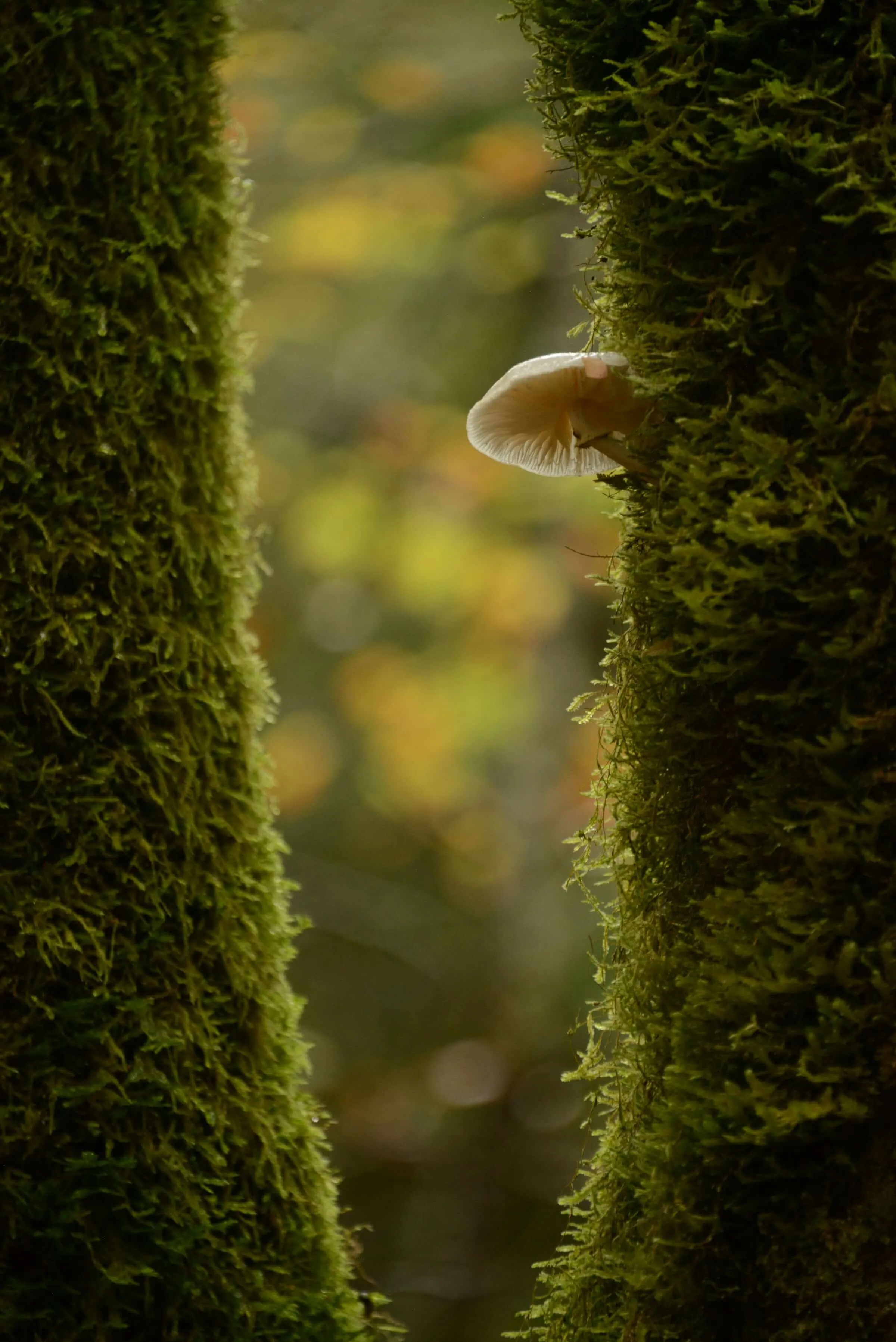 mushroom