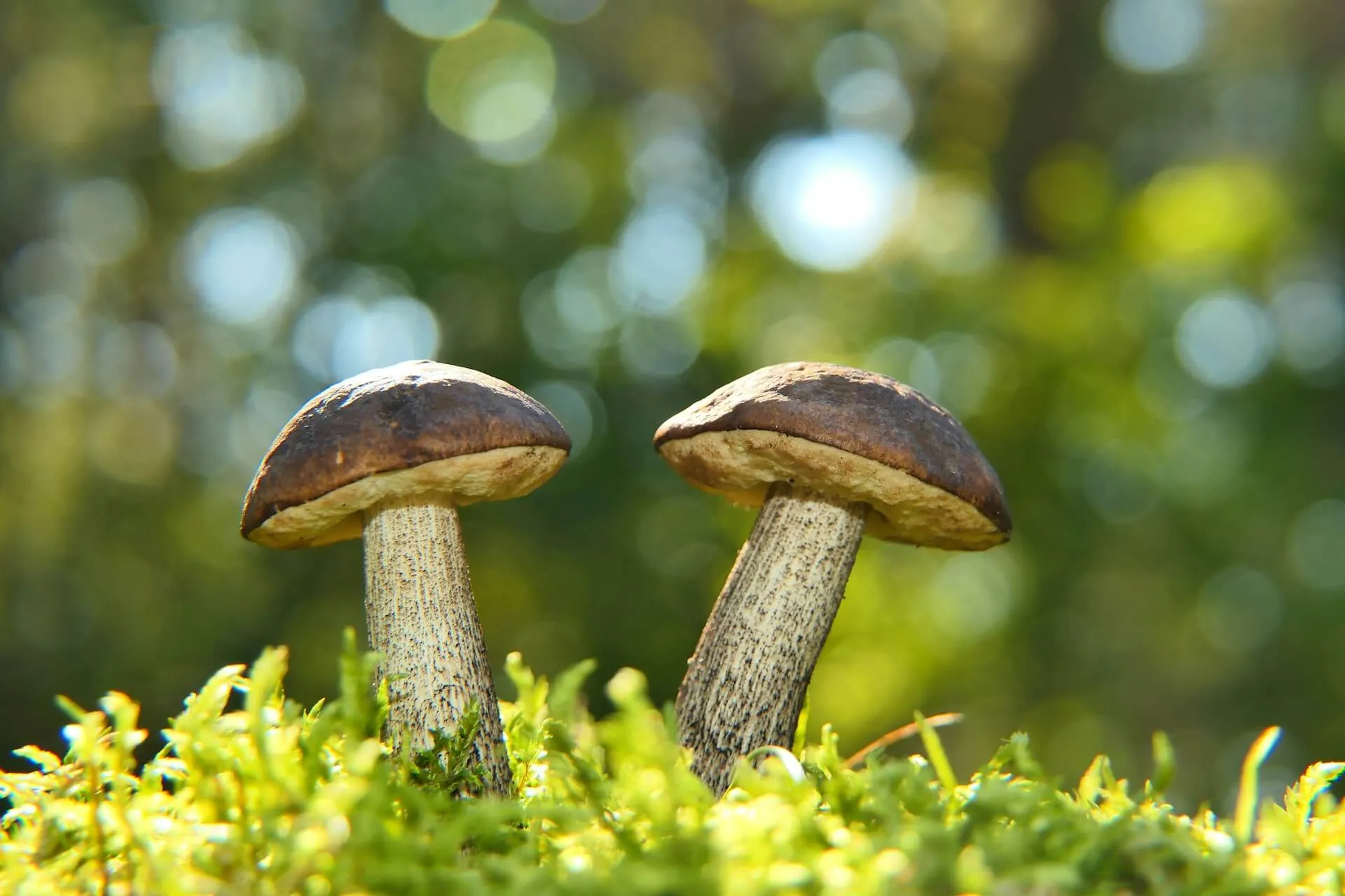 mushrooms 
