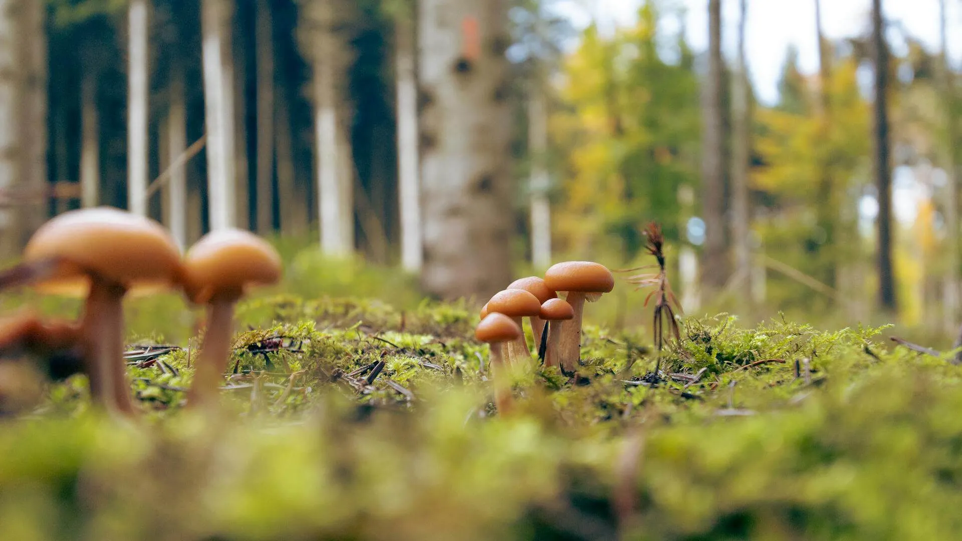 mushrooms in the forest