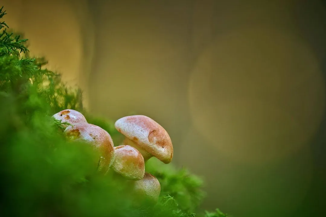 mushrooms
