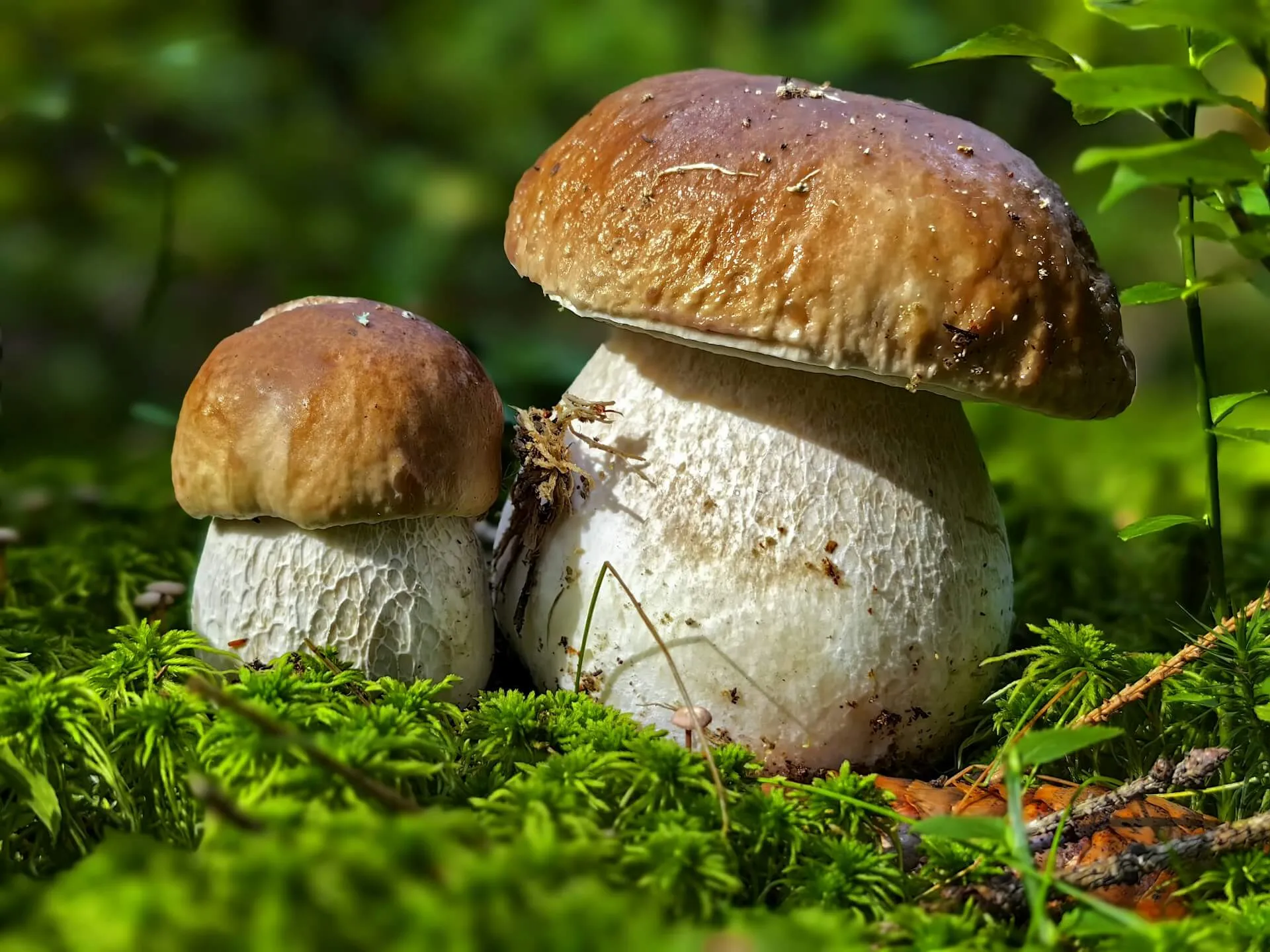 king bolete mushroom