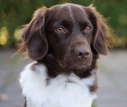 Dog image