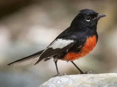 Small bird with black head, back, and wings, white patches on wings, and bright orange chest perched on a rock.
