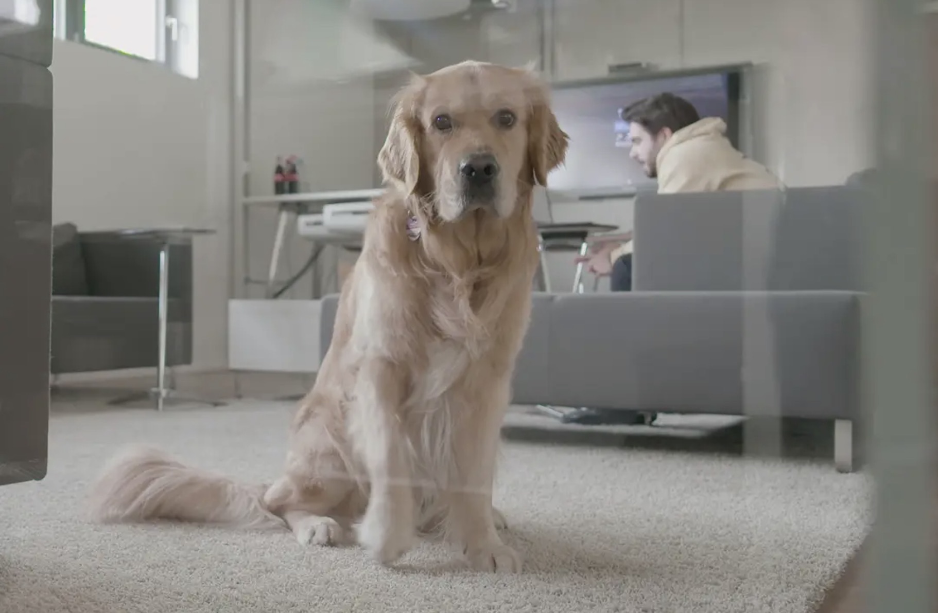 Bürohund bei der Bütema AG