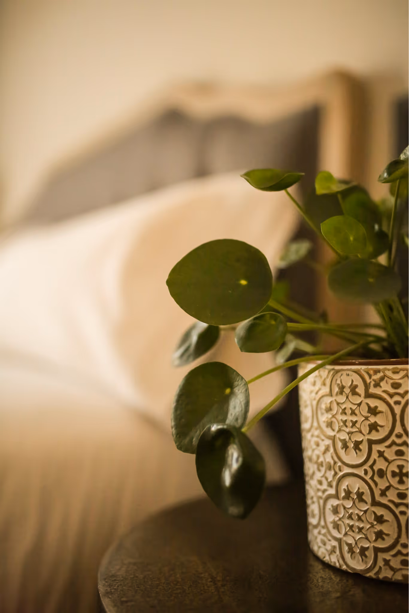 Close-up of a green potted plant with round leaves on a dark wooden table, with a blurred bed and pillow in the background.