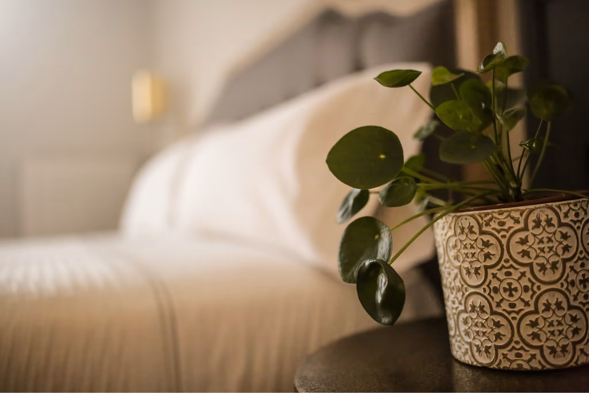 Potted green plant with round leaves on a table next to a blurred beige bed.