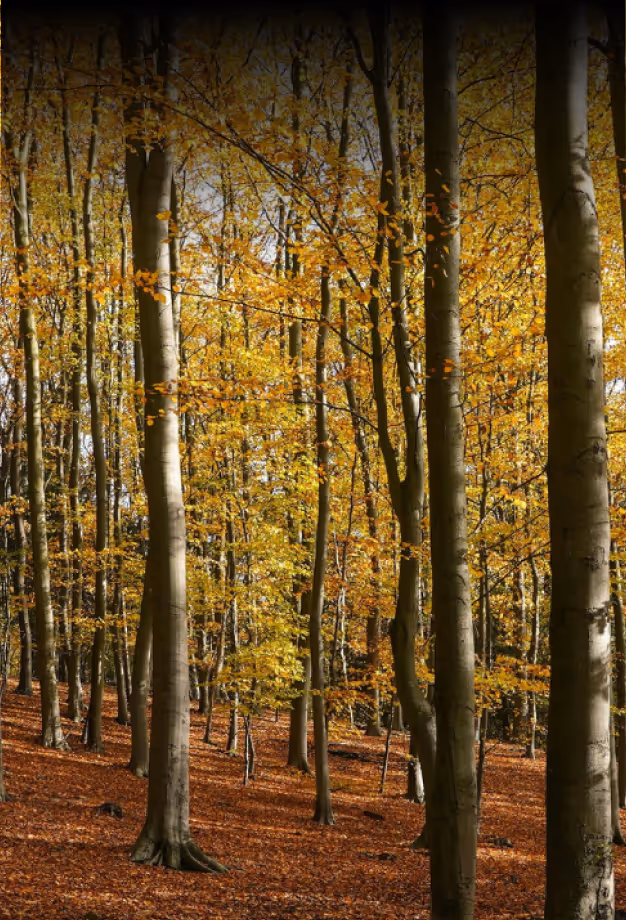 Sunlit forest with tall trees and orange autumn leaves covering the ground.