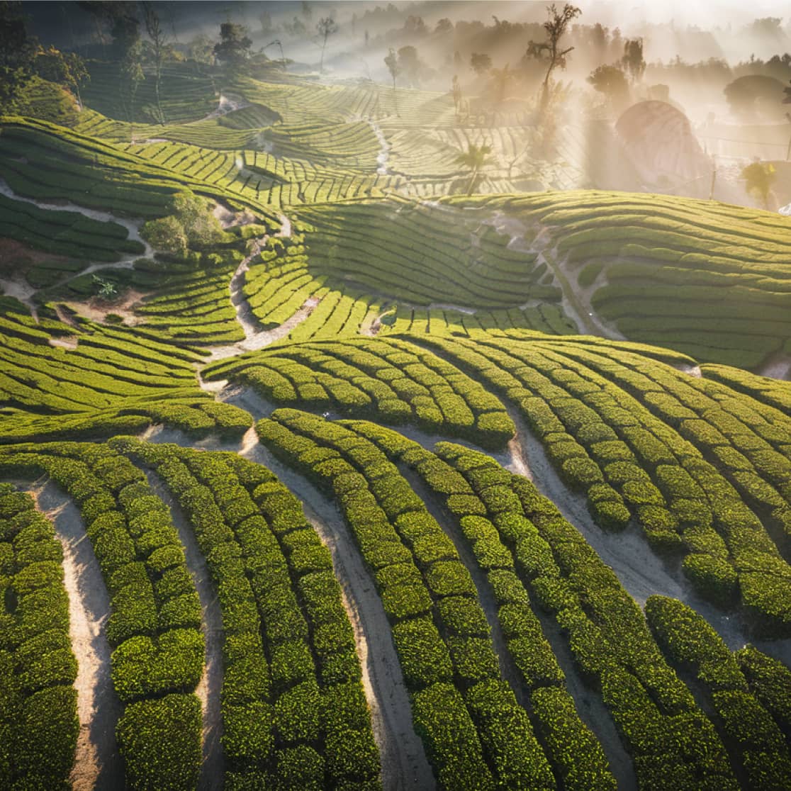 Gallery Image - Matcha - Webflow Template | BRIX Templates