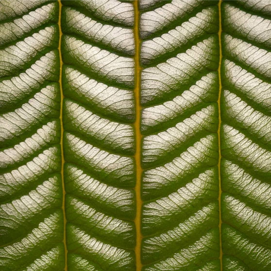 Gallery Image - Matcha - Webflow Template | BRIX Templates