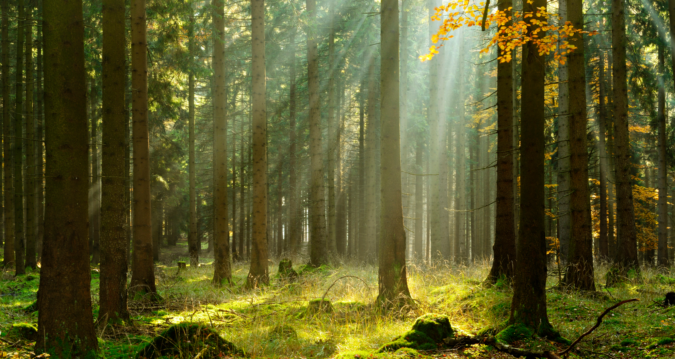 forest