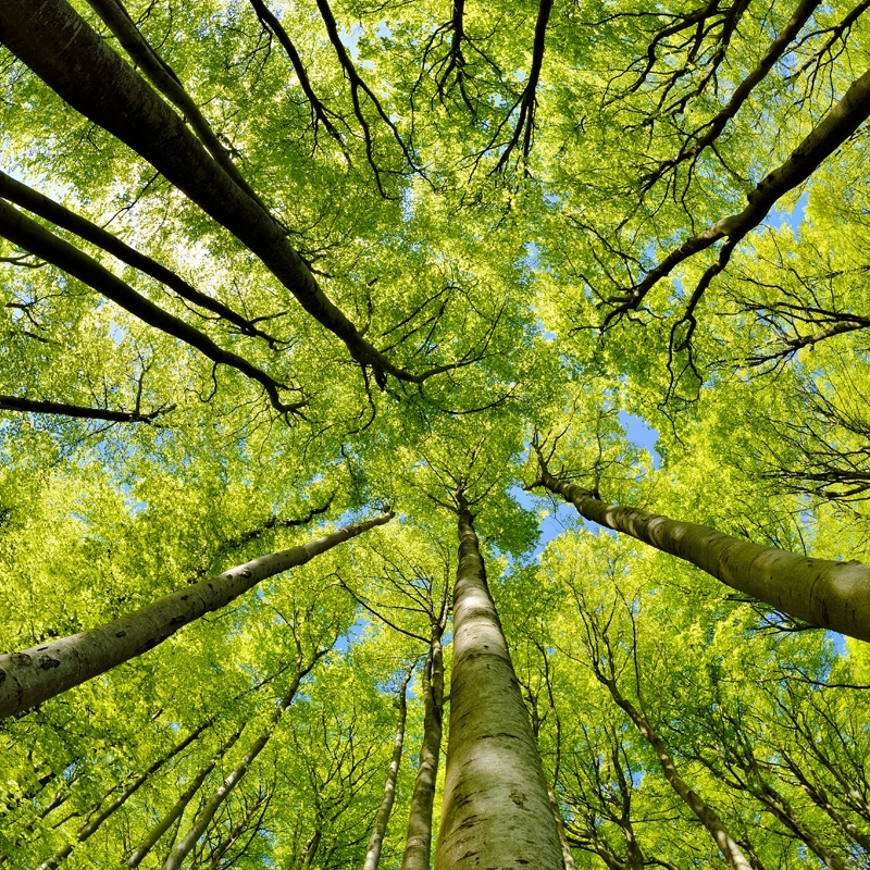 trees