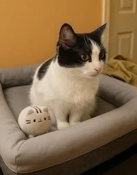 A cute black and white cat with a pusheen