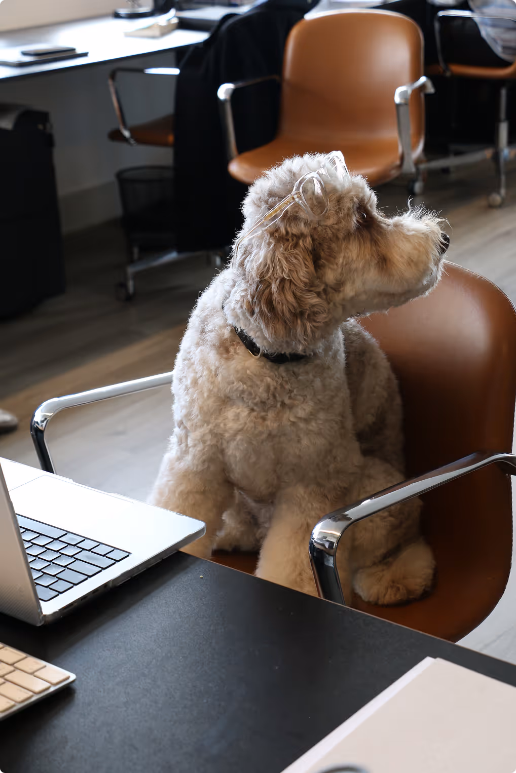 Adorable fluffy office dog wearing glasses, sitting on a brown leather chair at a desk with a laptop and keyboard. Captures a pet-friendly workplace vibe, promoting positive office culture and employee well-being.