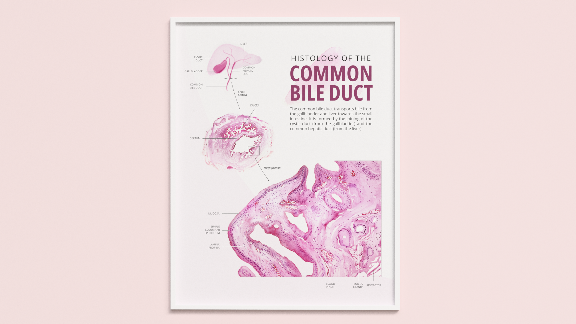 A header image featuring a watercolour poster of the common bile duct.