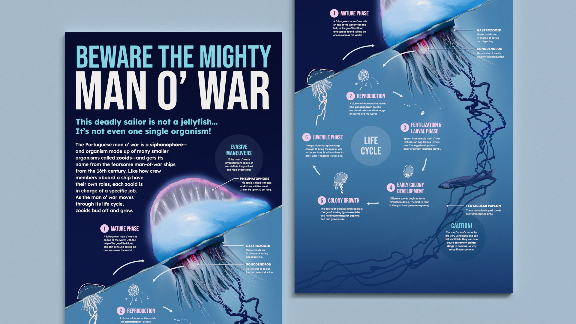 A header image featuring a poster explaining the life cycle of the man o' war.