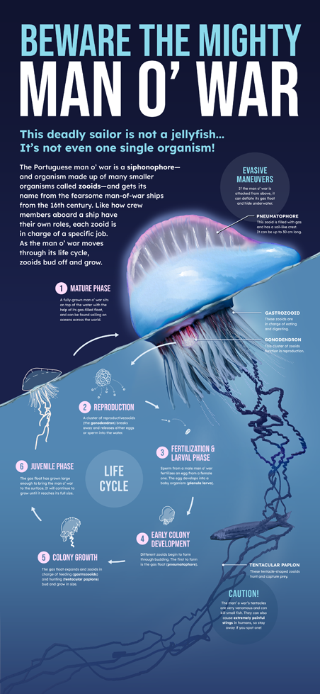 Full poster showing the life cycle of a Man O' War
