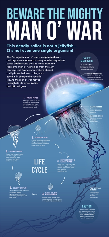 Full poster showing the life cycle of a Man O' War