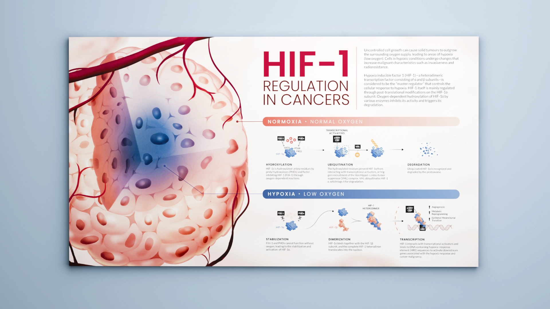 An infographic describing the regulation of HIF-1 in tumour hypoxia.