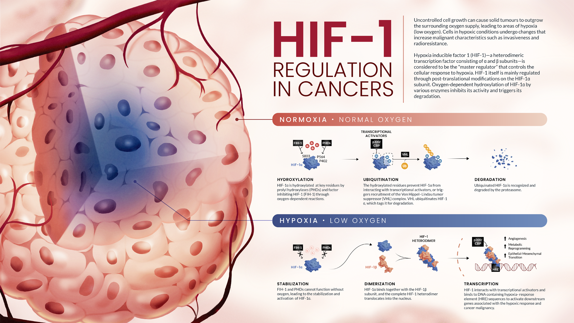 An infographic describing the regulation of HIF-1 in tumour hypoxia.