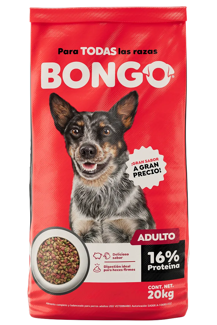 Bongo