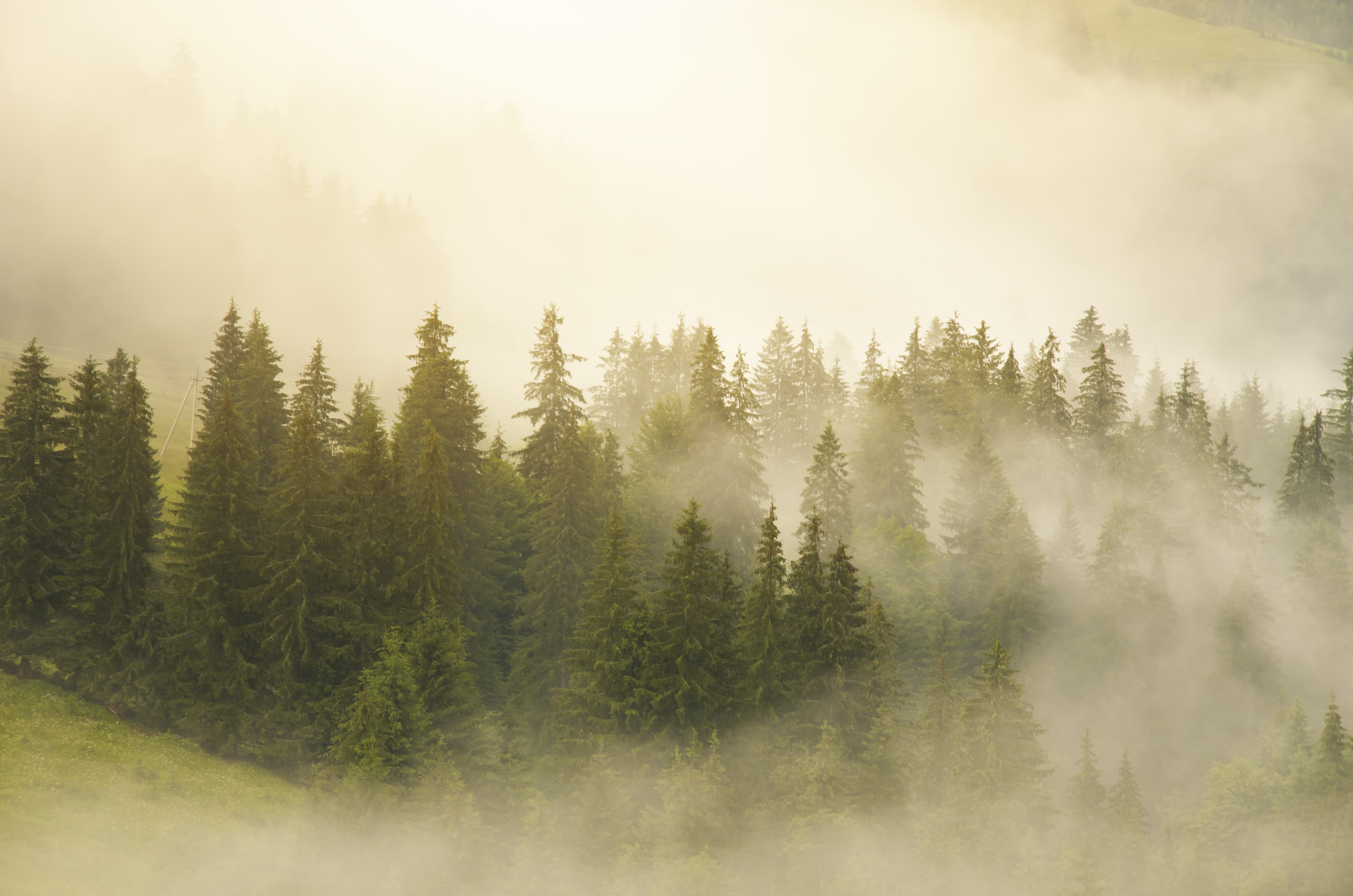 Misty forest in the Carpathian Mountains