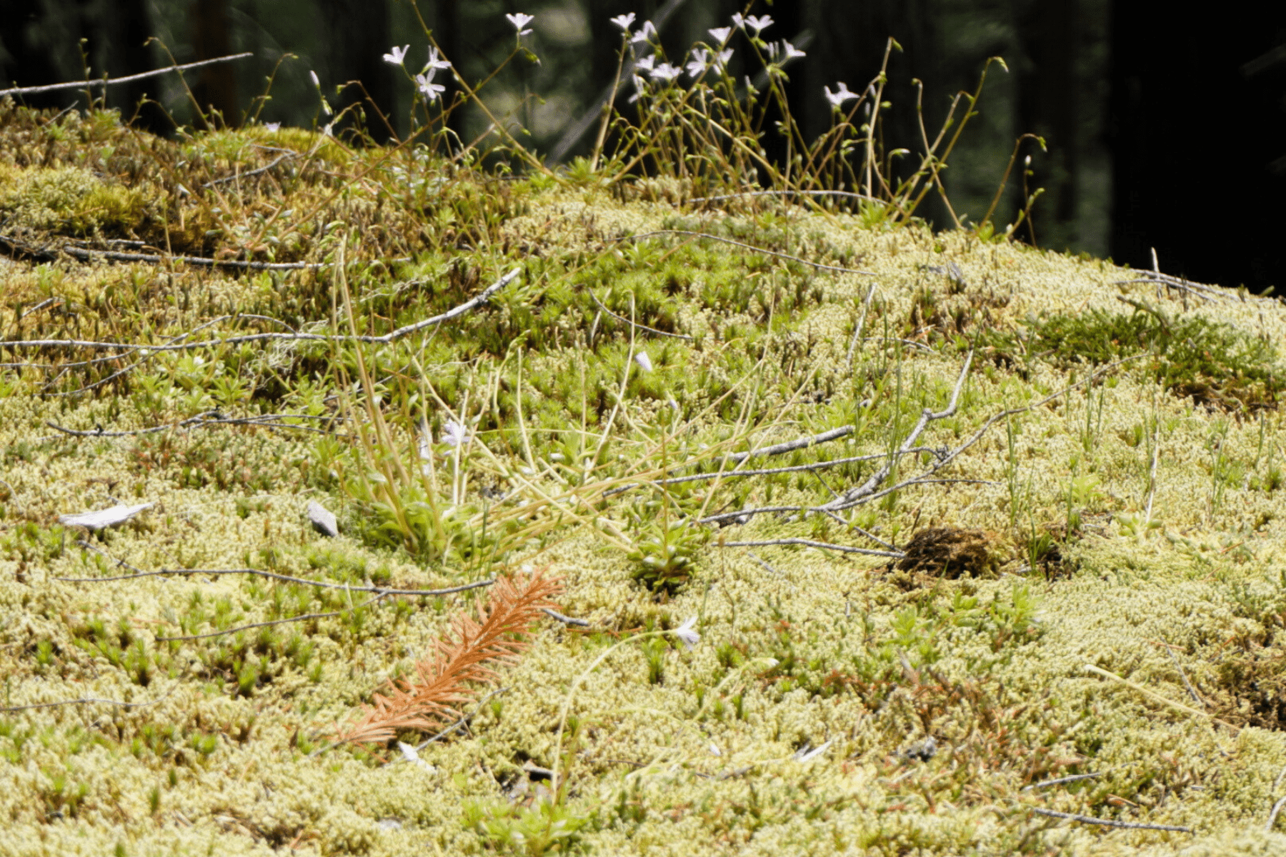 Green field with small flowers