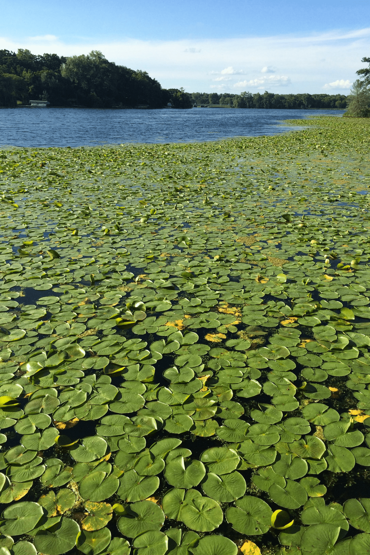Lily pond filled with lily pads