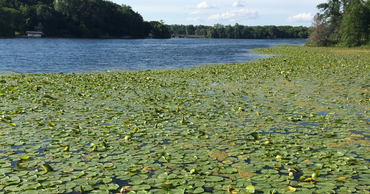 Lily pond filled with lily pads