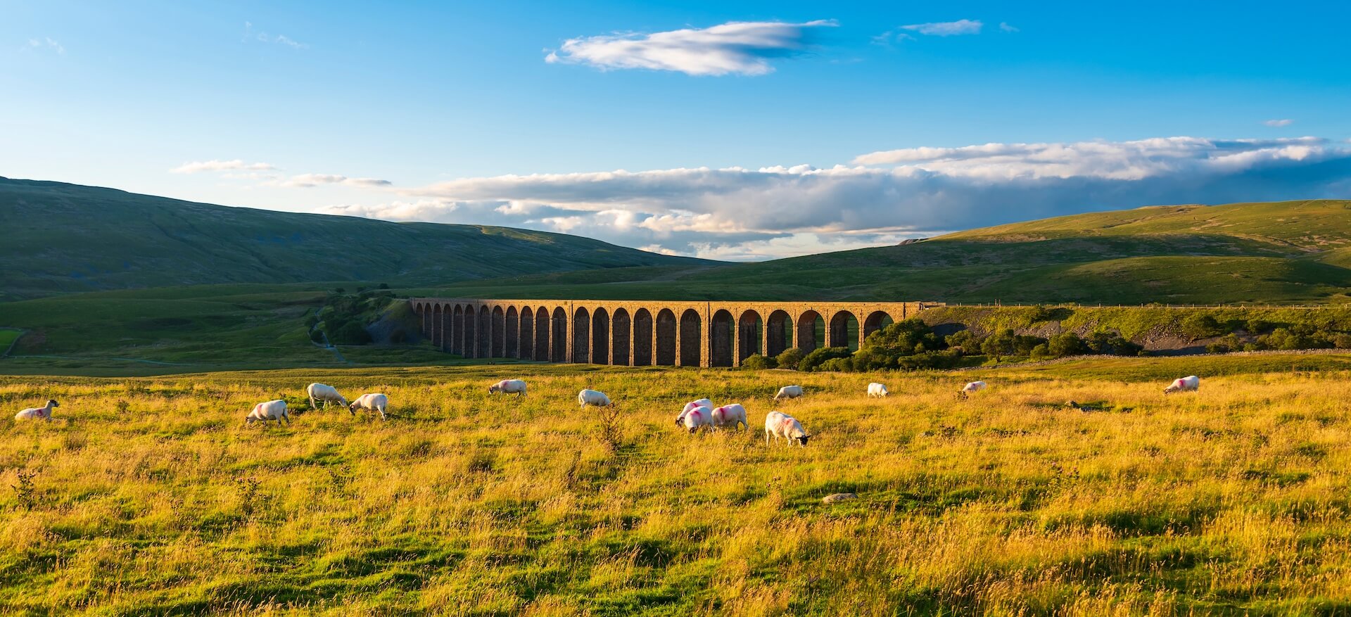 Sheep grazing in front of the iconic Ribblehead Viaduct, a highlight of the Yorkshire Three Peaks hiking route.