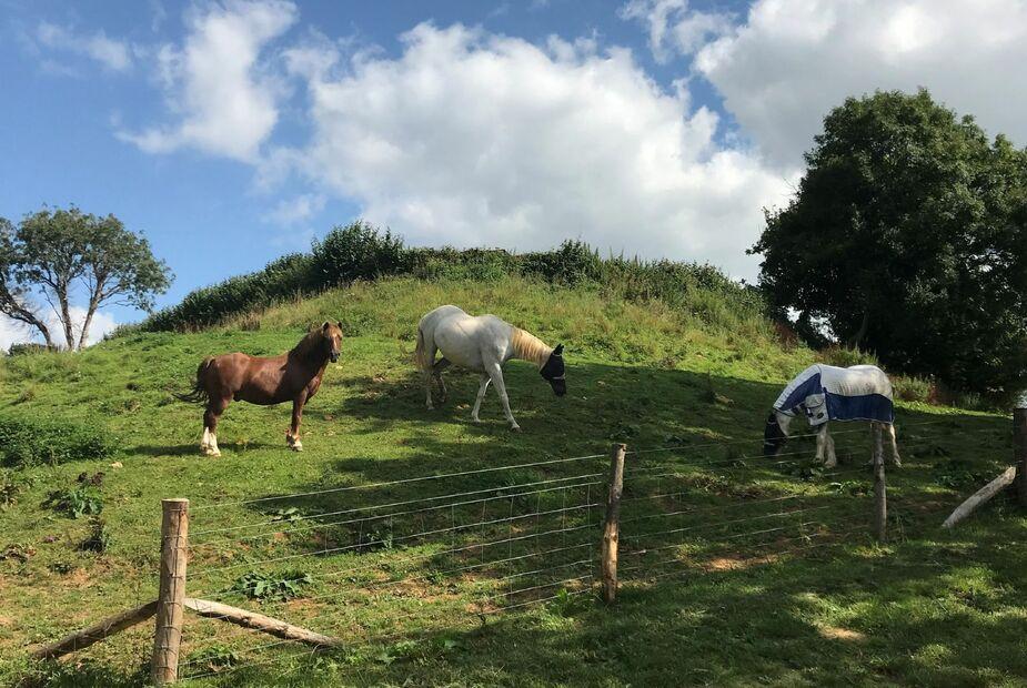 Three horses grazing in a fenced lodge paddock with grassy hill and trees