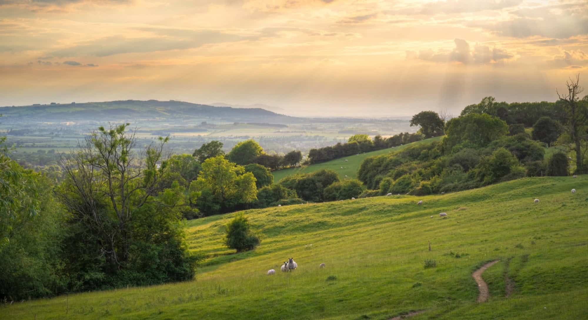 Sunbeams illuminating rolling green hills and sheep in the Heart of England countryside.