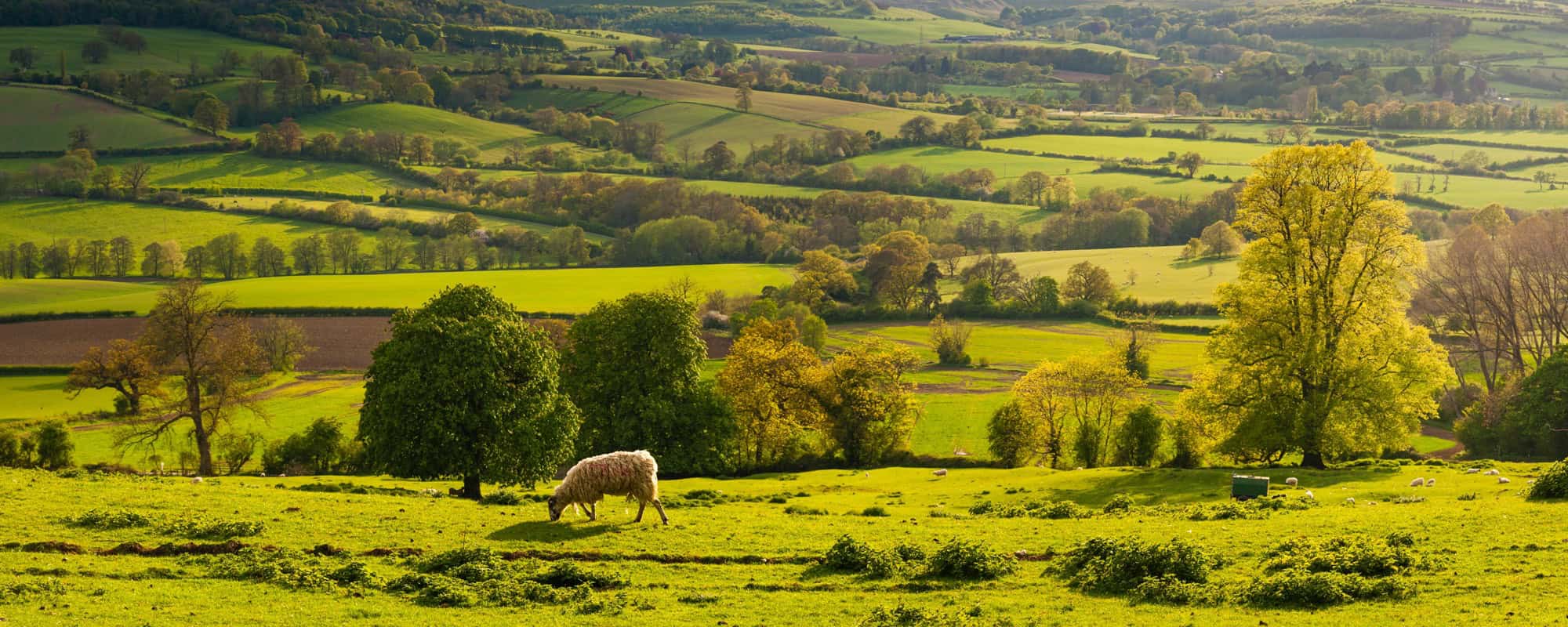 Golden sunset illuminating rolling green hills, grazing sheep, and trees in the Gloucestershire countryside.