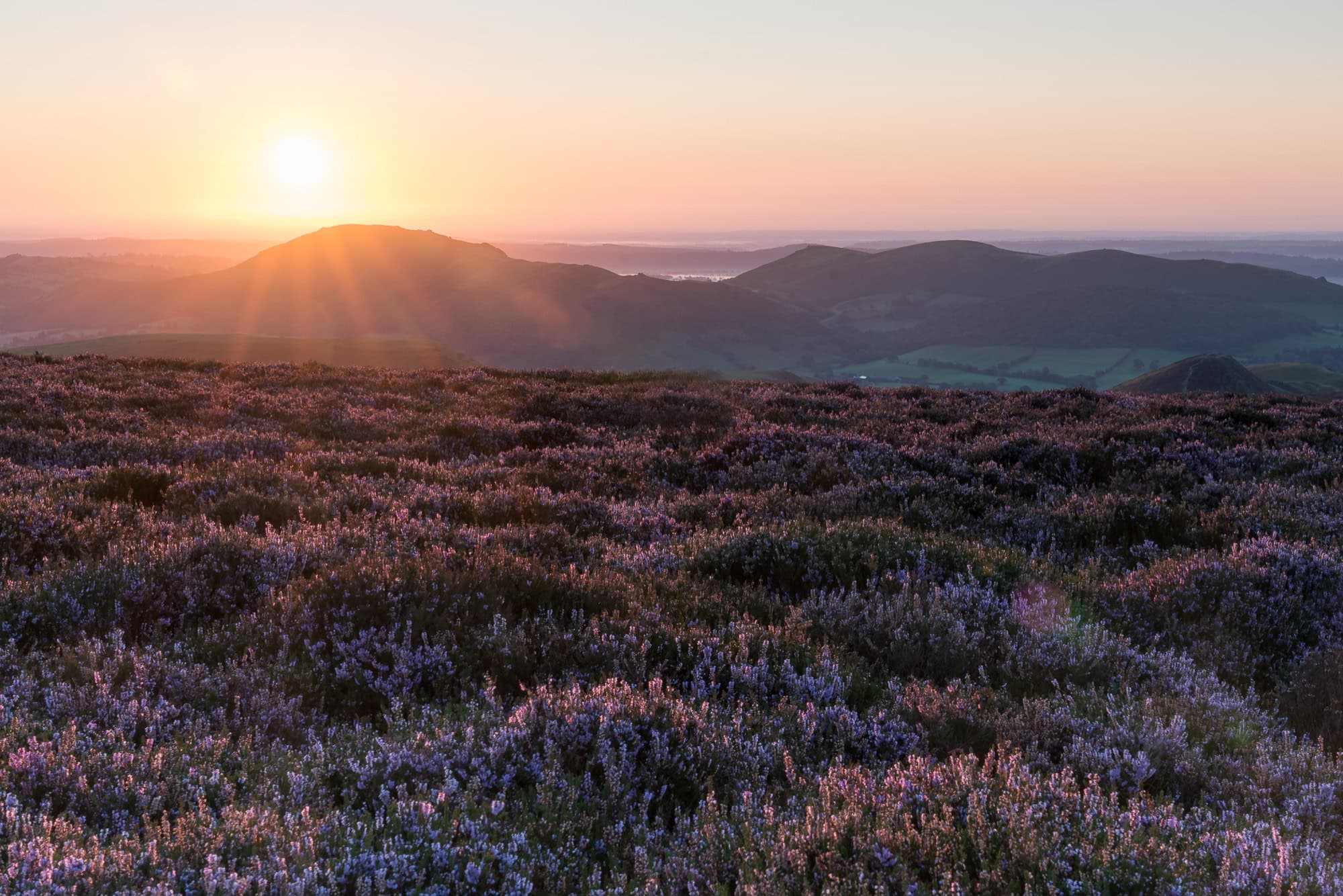 Golden sunrise over the Long Mynd in Shropshire, with rolling hills covered in purple heather.