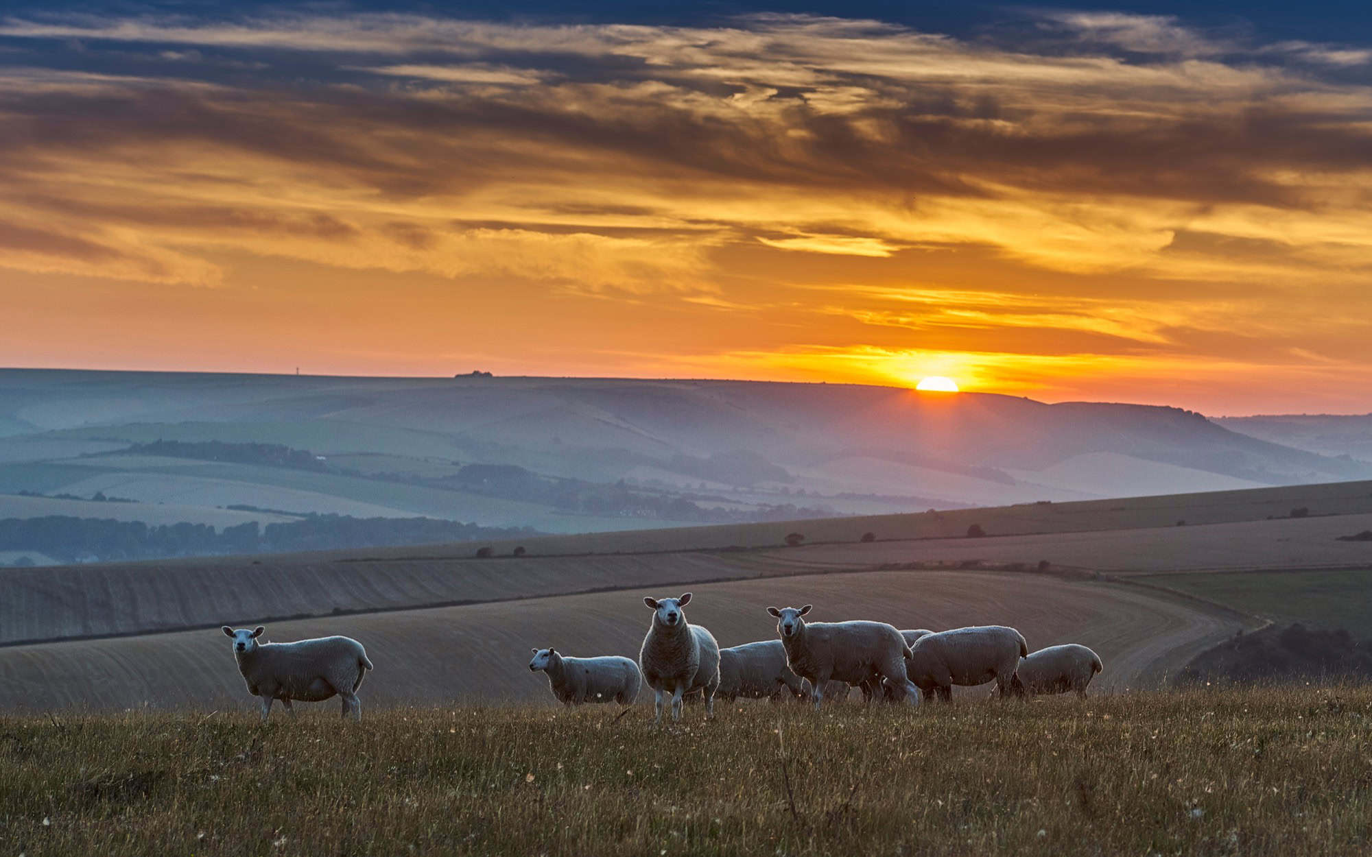 Sunset over the rolling chalk hills of the South Downs National Park in Sussex, with sheep grazing in the foreground.
